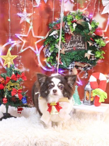 20231213アンジくん